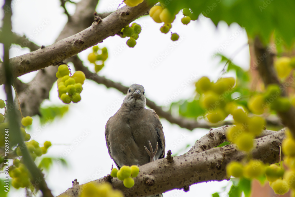 a bird on Star Gooseberry tree a bird on Star Gooseberry tree