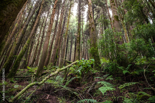 Forest of San Miguel, Azores