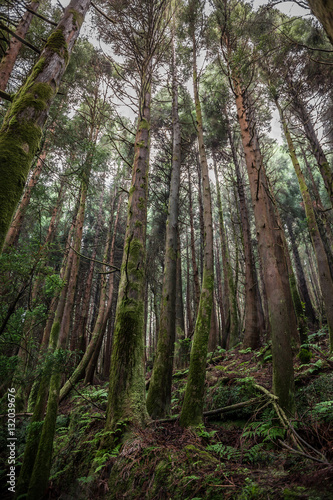 Forest of San Miguel, Azores © Enrico