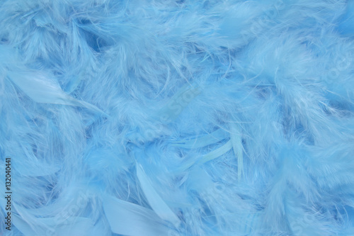 blue feathers