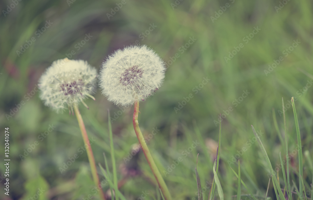 Wild white glass flowers and green natural background. (vintage style)