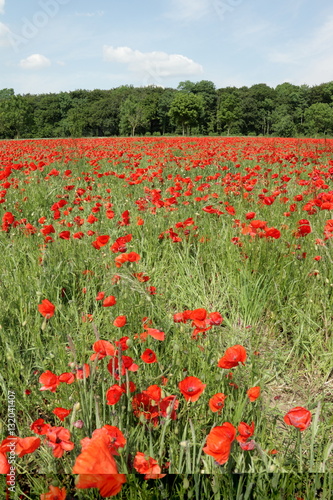 Champ de coquelicot au printemps.