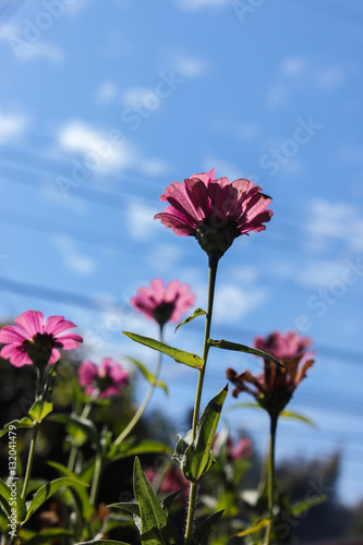 Chrysanthemum flower © ปราโมทย์ สายสวาท