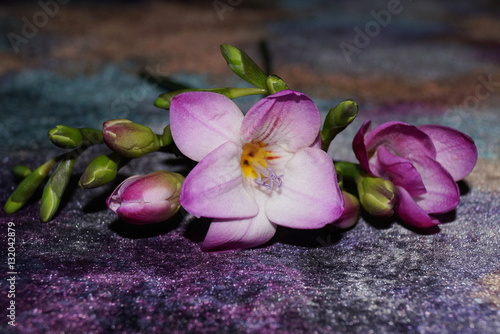 Pink freesia on a purple gradient background    