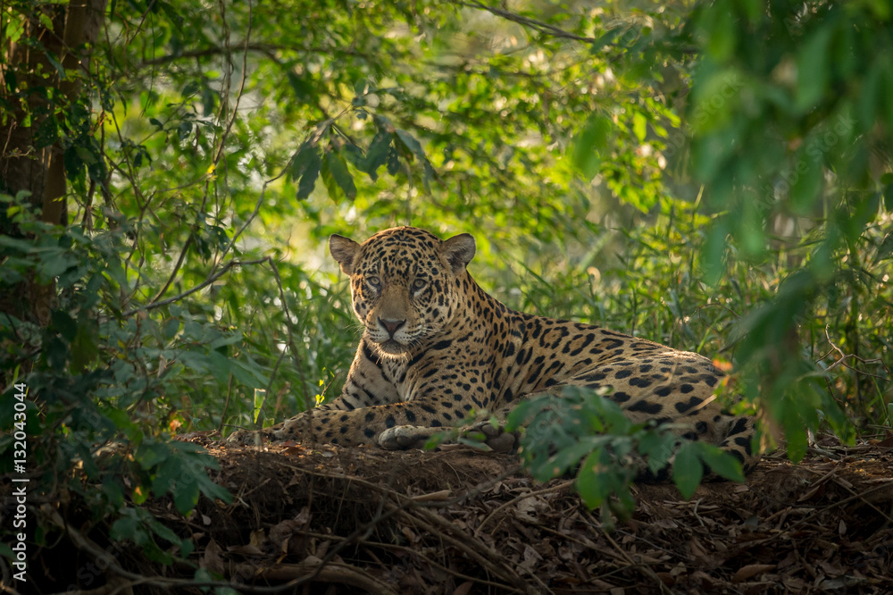Jaguar resting in the jungle - obrazy, fototapety, plakaty 