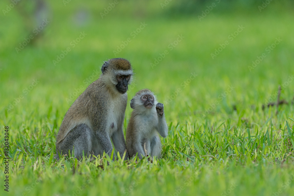 vervet monkey mom with juvenile vervet monkey mom with juvenile