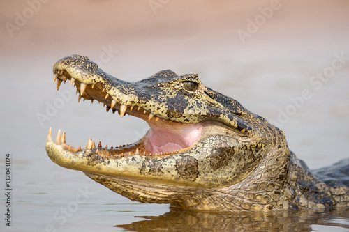 Photos caiman close up with mouth open