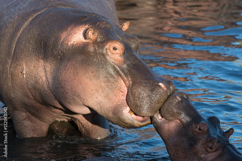 Tableau sur toile hippopotamus mother kissing young