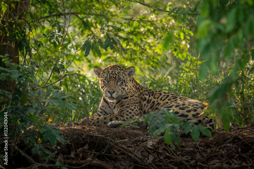 Obraz na plátne Jaguar resting in the jungle
