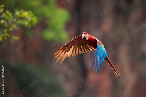 Red-And-Green Macaw flying over sinkhole
