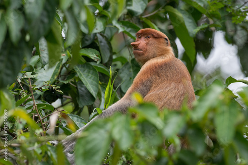 Photography Proboscis monkey in borneo