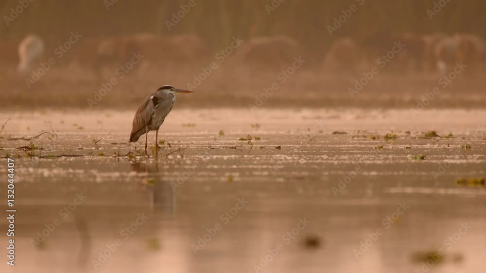 grey heron at sunrise with sheep herd grey heron at sunrise with sheep herd