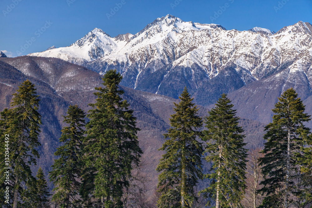 Beautiful mountain scenic winter landscape of the Main Caucasus ridge with snowy peaks, blue sky and fir trees on a sunny day