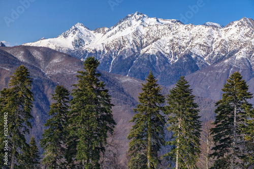 Beautiful mountain scenic winter landscape of the Main Caucasus ridge with snowy peaks, blue sky and fir trees on a sunny day