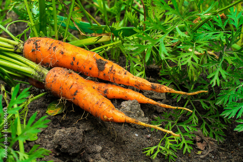 fresh ripe harvested carrots on the ground in the garden