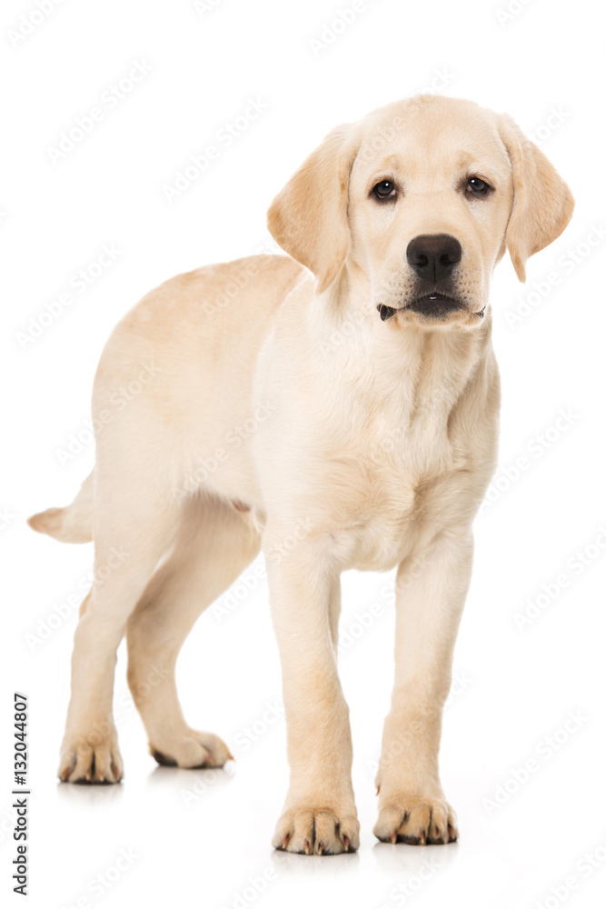 Stehender Labradorwelpe Stehender Labradorwelpe