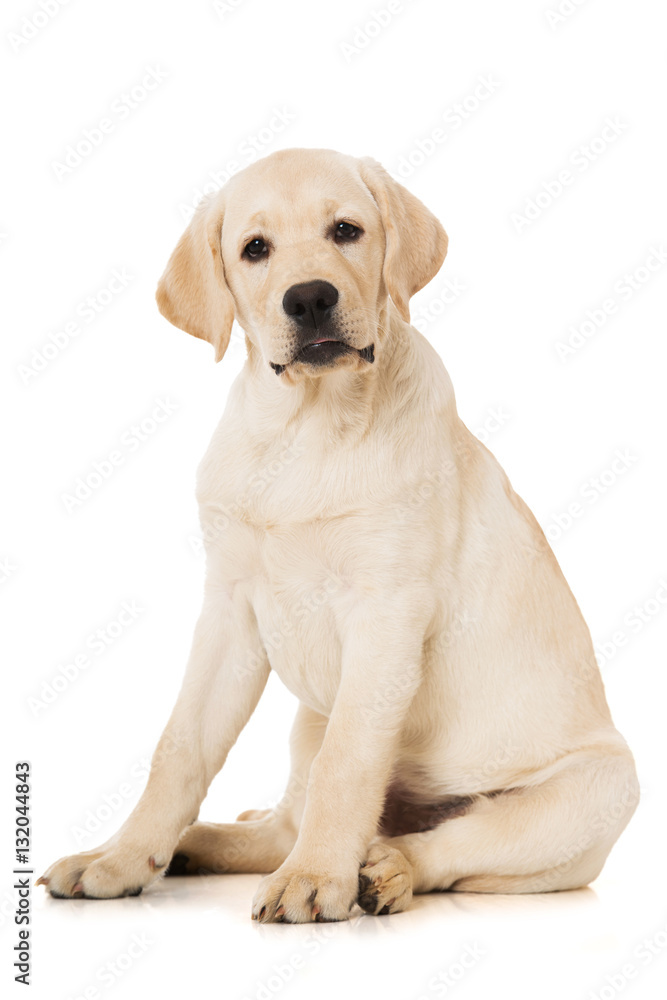 Labradorwelpe Labradorwelpe
