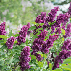 Papier peint photo Lilas Rameau de lilas mauve fleuri  © ottochka