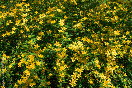 Flowers shrub Kerria japonica
