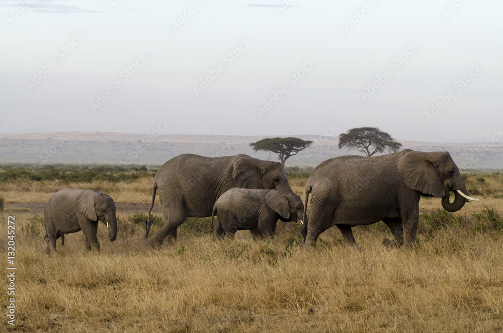 Eléphant d’Afrique, Loxodonta africana, parc national de Tarangire, Tanzanie Eléphant d’Afrique, Loxodonta africana, parc national de Tarangire, Tanzanie