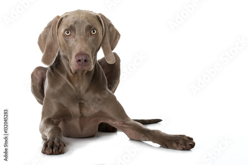 Canvastavla Liegender Weimaraner