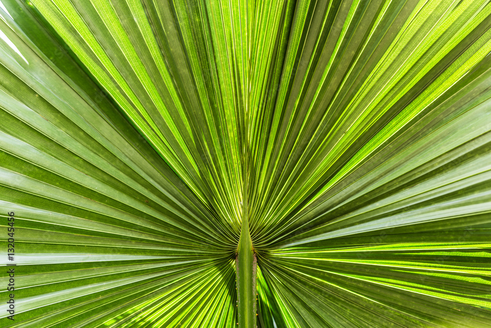 Palm leaves texture with shadow Palm leaves texture with shadow