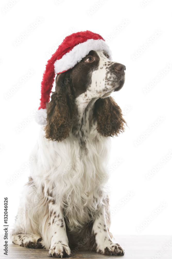 english springer spaniel in studio english springer spaniel in studio