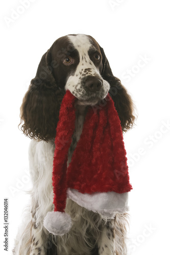 Obraz na płótnie english springer spaniel in studio