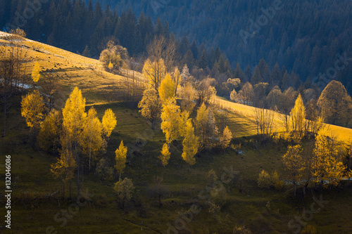 the-golden-trees-in-low-sun-light-rays-on-a-mountain-slope-somewhere-seen-remnants-of-snow-carpathian-mountains-ukraine