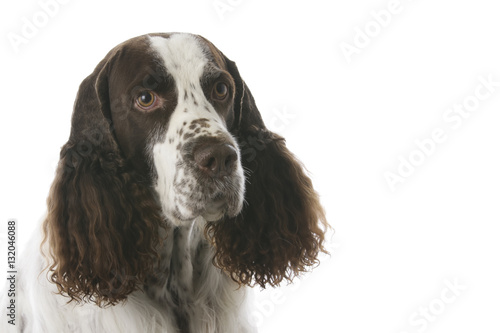 Obraz na płótnie english springer spaniel in studio 