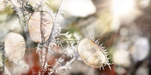 Seedpods of Annual Honesty with Hoar Frost