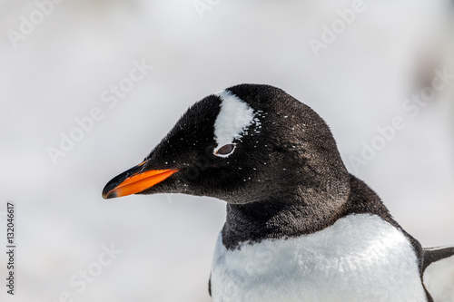 Pinguin in der Antarktis © Bloody Orange