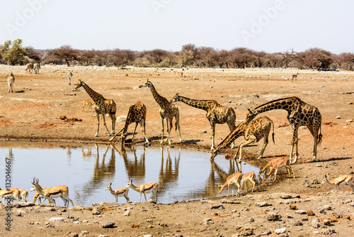 Giraffes at a waterhole in Etosha