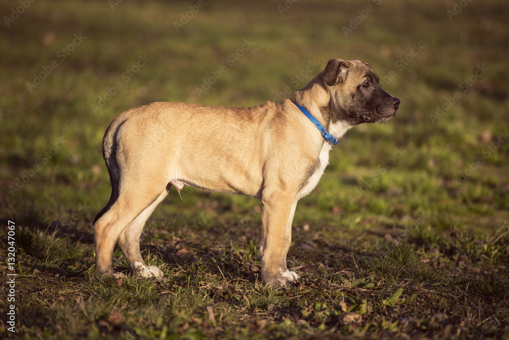 Small brown dog standing on the grass