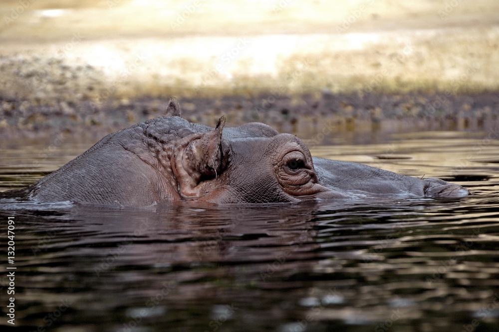 Fototapeta premium Nilpferd
