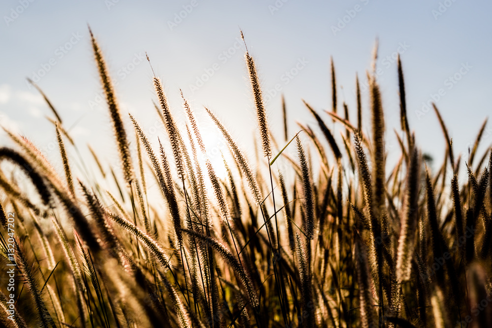 Grass field during sunset Grass field during sunset
