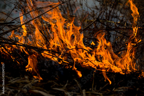 fire, burning grass and small trees.