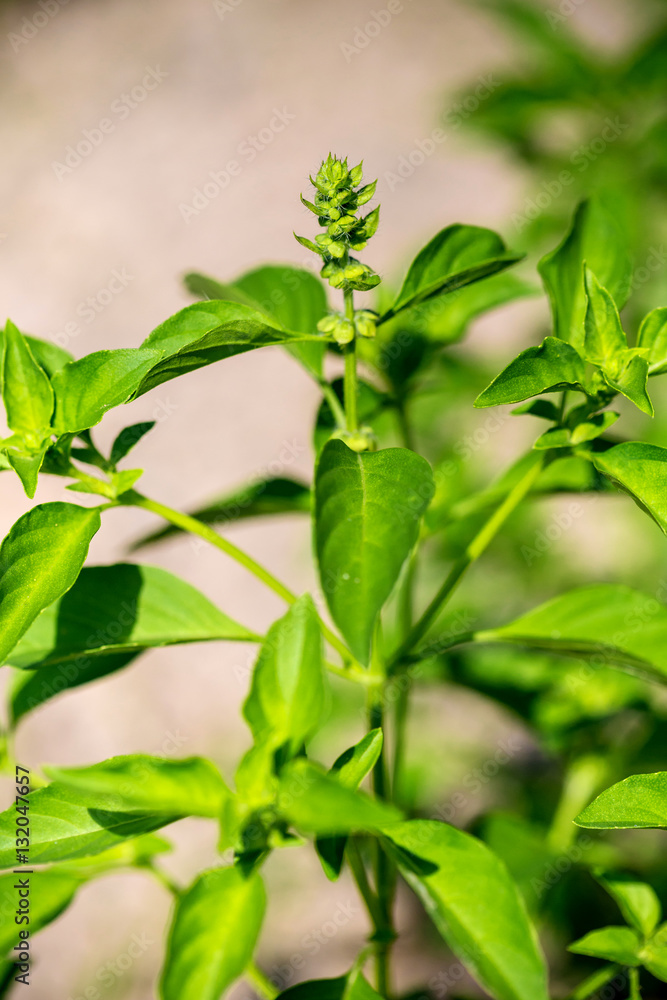 Lemon basil Lemon basil