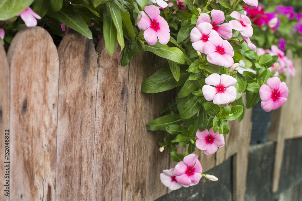 Pink and red periwinkle flowers in the garden, Madagascar periwinkle, Catharanthus roseus, Vinca flower Pink and red periwinkle flowers in the garden, Madagascar periwinkle, Catharanthus roseus, Vinca flower