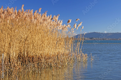 neuenburgersee am zihlkanal bei gampelen, schweiz photo