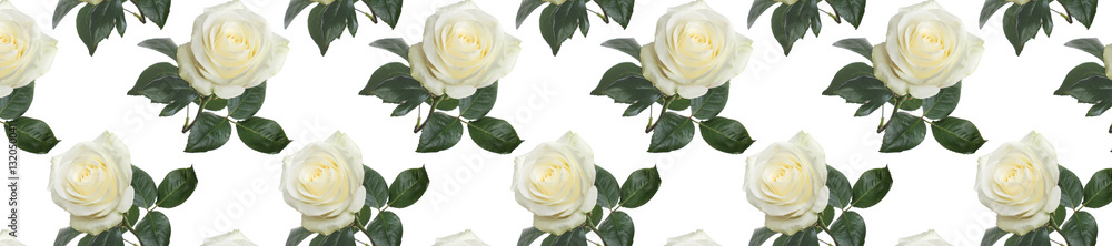 panorama  pattern fresh white roses