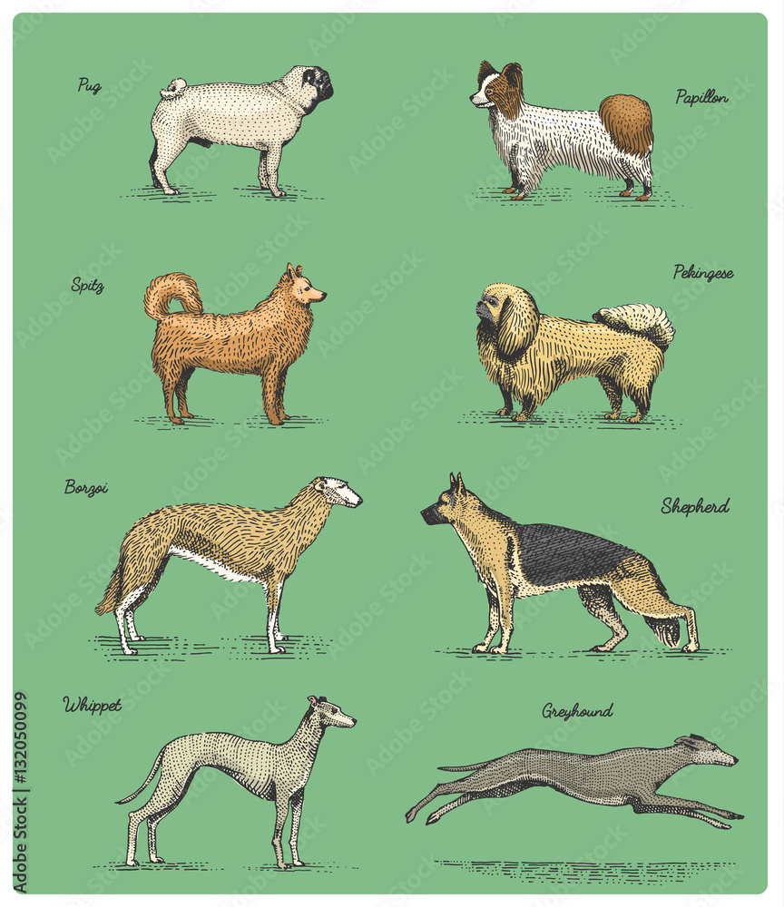 Fototapeta premium dog breeds engraved, hand drawn vector illustration in woodcut scratchboard style, vintage drawing species.