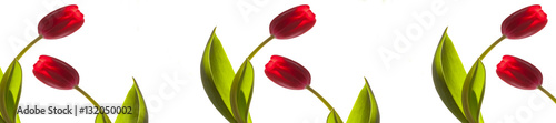 panorama patern beautiful elegant red tulips