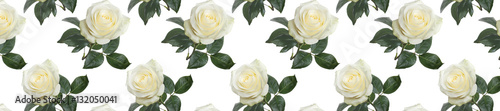 panorama  pattern fresh white roses