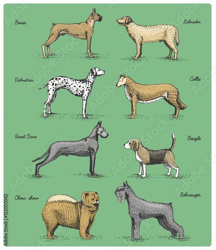 dog breeds engraved, hand drawn vector illustration in woodcut scratchboard style, vintage drawing species.
