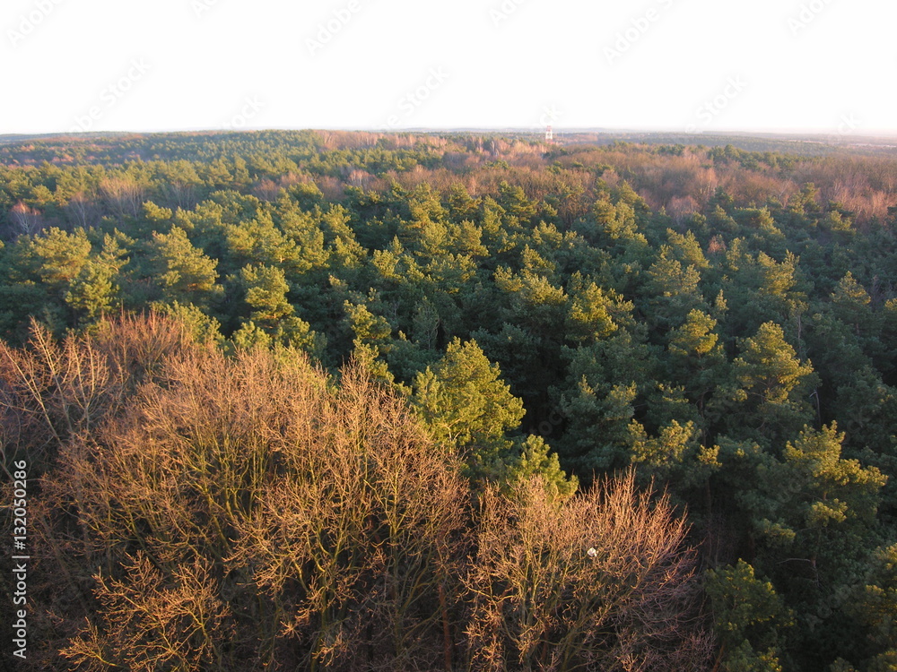 Fototapeta premium Forest