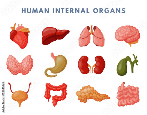 Internal organs vector illustration.