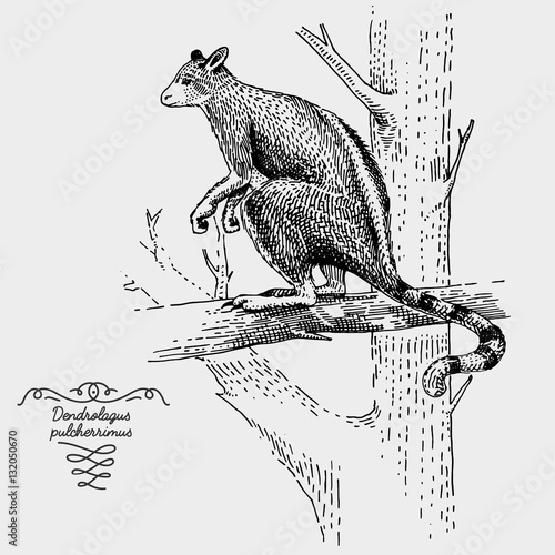 engraved, hand drawn vector illustration in woodcut scratchboard style, vintage drawing species.