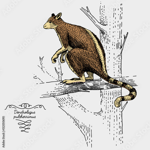 engraved, hand drawn vector illustration in woodcut scratchboard style, vintage drawing species.