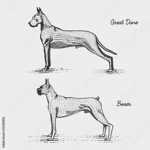 dog breed engraved, hand drawn vector illustration in woodcut scratchboard style, vintage species.